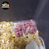 pinkies mencit (1-3gram) random tikus putih mencit dan tikus jepang (warna) pinkbul mencit