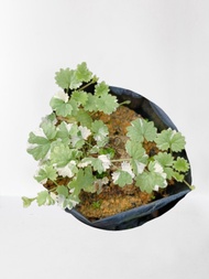 MM- Variegated Creeping Charlie Sapling / Ground Ivy / Anak Pokok Pegaga Batik / Pegaga hiasan / pok