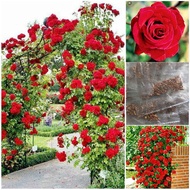 ของแท้ 100% เมล็ดพันธุ์ ต้นดอกไม้สวยๆ กุหลาบเลื้อย พันธุ์ดอกไม้ สีแดง Red Roses 200 Seeds ดอกไม้ คุณ