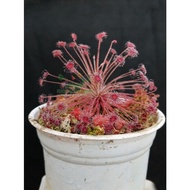 Seeds of drosera paradoxa fireworks with acacia leaves that stick to flies, mosquitoes and ornamenta