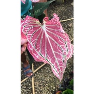 caladium thai beauty🌿