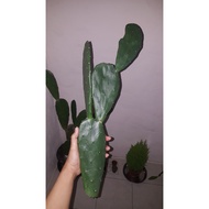 Cactus Plant / Cactus Bunnyear / Nopal Opuntia / Succulent plant / Prickly pear