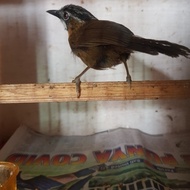 Burung Wambi Mini Lokal Rajin Non Cod