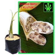 Bibit pohon pisang batu klutuk unggul terbaik