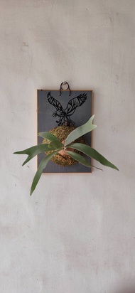 白霍克鹿角蕨上板  森林系壁植 畢業  新居落成 開幕誌慶禮