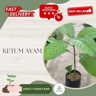 Aryen Nursery || Ketum Ayam