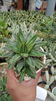 tanaman hias hidup Agave Victoria regane
