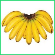 △ ♆ BANANA SEEDLINGS LAKATAN VARIETY