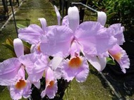 珍稀原生蘭C. schroederae ' arauca'(罕見~極會開花+香~進口株)個體極優