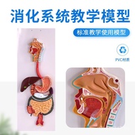 Food Tract Human Body Mouth Model Large Gastrointestinal Throat System Model Liver Nose Model Model 