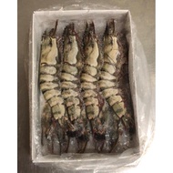 Extra Jumbo Live frozen sea tiger prawns (1pkt) (size:8/10)