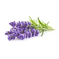 Lavender Plant Pods - 3 Pack