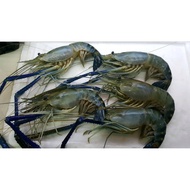 [Frozen] Udang Galah U3 大头虾- 1kg