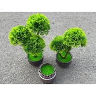 Pot of snow pine tree with 2 branches_3 branches_tree 30cm high