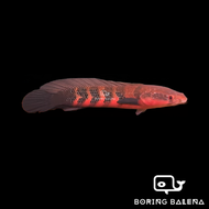 BRBN Channa Red Marulioides - Channa - Snakehead - Ikan Channa - Aquarium Freshwater Fish / Ikan Air