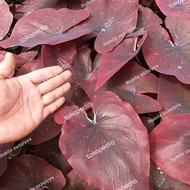 tanaman hias caladium / keladi / caladium cocolatos