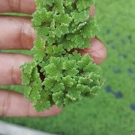 Floating Water Plants-Azolla microphylla-Azolla super seeds 1kg