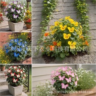 [] Moonlight Butterfly Flower Seed Butterfly Seed Cordieria Flower Seed Courtyard Garden Flower Seed