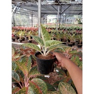 AGLONEMA!Aglaonema White Legacy - Aglonema Legacy White