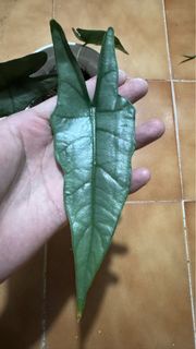Alocasia heterophylla ‘Metallic Blue’