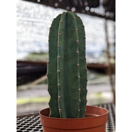 Echinopsis Cactus - Cute and Fuss Free Cactus Plant