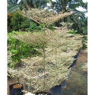 Bucida Variegated real live outdoor plant 花叶雨伞树 anak pokok busida batik putih pokok doa pokok tadah 