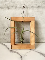 【松木】純粹 |  空氣鳳梨。空氣鐵蘭