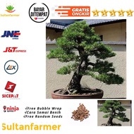 1 Japanese Black Pine harga per benih