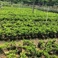 【Precious】(COD)/Taiwan Gold Dragon Pine/Taiwan Golden Dragon Arborvitae耐看型台湾金钻罗汉松正宗盆景盆栽绿植树苗黑珍珠室内老桩小矮