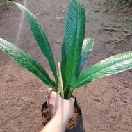 Tanaman Hias Lynette - Philodendeon Linet - Philodendron .