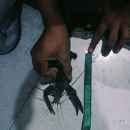 indukan lobster air tawar jumbo lobster air tawar besar