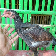 anak ayam mangon