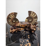 Ammonite Fossil 斑彩螺 (好运螺)