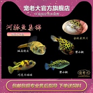 Ikan Kemeja Ikan Puffer Ikan Hiasan Coklat Anak Patung Ikan Ikan Hidup untuk Penyingkiran Siput Akua