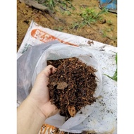 Tanah campuran untuk tanaman Keladi 10 liter  (+-5kg)