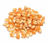 USA Popcorn Seed/ Kernels 爆米花仁 Biji Popcorn 250GM