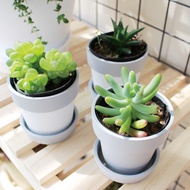 [Plafarm] Succulent mini flower pot / mini flower pot / cactus flower pot / succulent flower pot