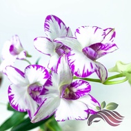 [Orchid] Dendrobium Enobi by LS Group