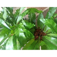 3 Pokok Paku Langsuir + free 4 pokok lemba segar.mudah hidup.senang Jaga. sudah berakar