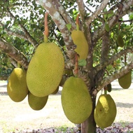 🔥Baja Pokok Nangka Cempedak🔥Fertilizer For Jackfruit Plant