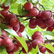 Calcium Fruit Seeds New Calcium Fruit Seeds European Plum Seeds High-Quality Calcium Fruit Seeds Non