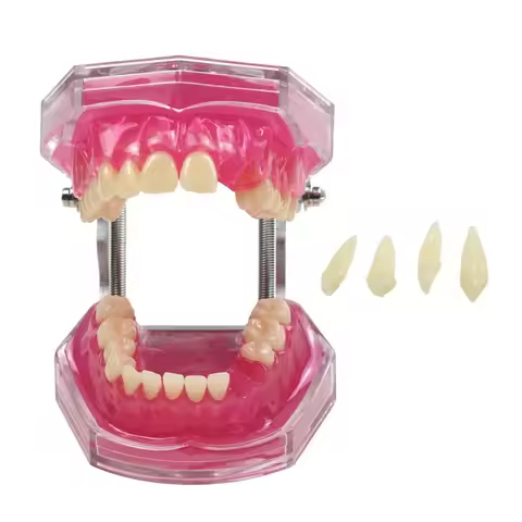Dental Extraction Model All Teeth Detachable Dental Student Learning Model Dentist Tool Dental Instr