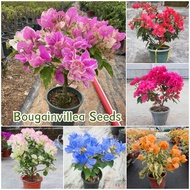 Fresh Bougainvillea Seeds for Planting Flowers (Mixed Color 70 Seed) Bonsai Flower Seeds for Gardeni