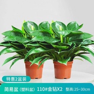 Green Princess Office Indoor Evergreen Easy to Grow Golden Diamond Potted Plant Desk Top Greenery Re