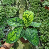 🌿Rare🌿TKL - Homalomena Wallisii Camouflage (King of Hearts) 迷彩千年健/彩春雪芋