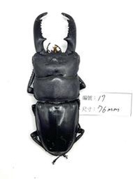Dorcus titanus mindanaoensis.民答那峨扁鍬形蟲(76mm) 17