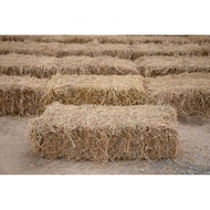 Jerami Padi / rice straw / hay straw / dried hay / decoration hay
