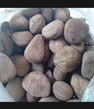 Buah biji picung/ kepayang mentah 1 kg buat bikin kluwek