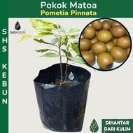 Pokok buah matoa Pometia Pinnata Longan Brazil  Buah Manis Pokok buah-buahan SHS Kebun