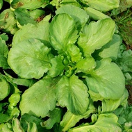 Artemisia Seeds Emperor Vegetables Hot Pot Vegetables Seeds Green Vegetables Leaf Vegetables Four Se